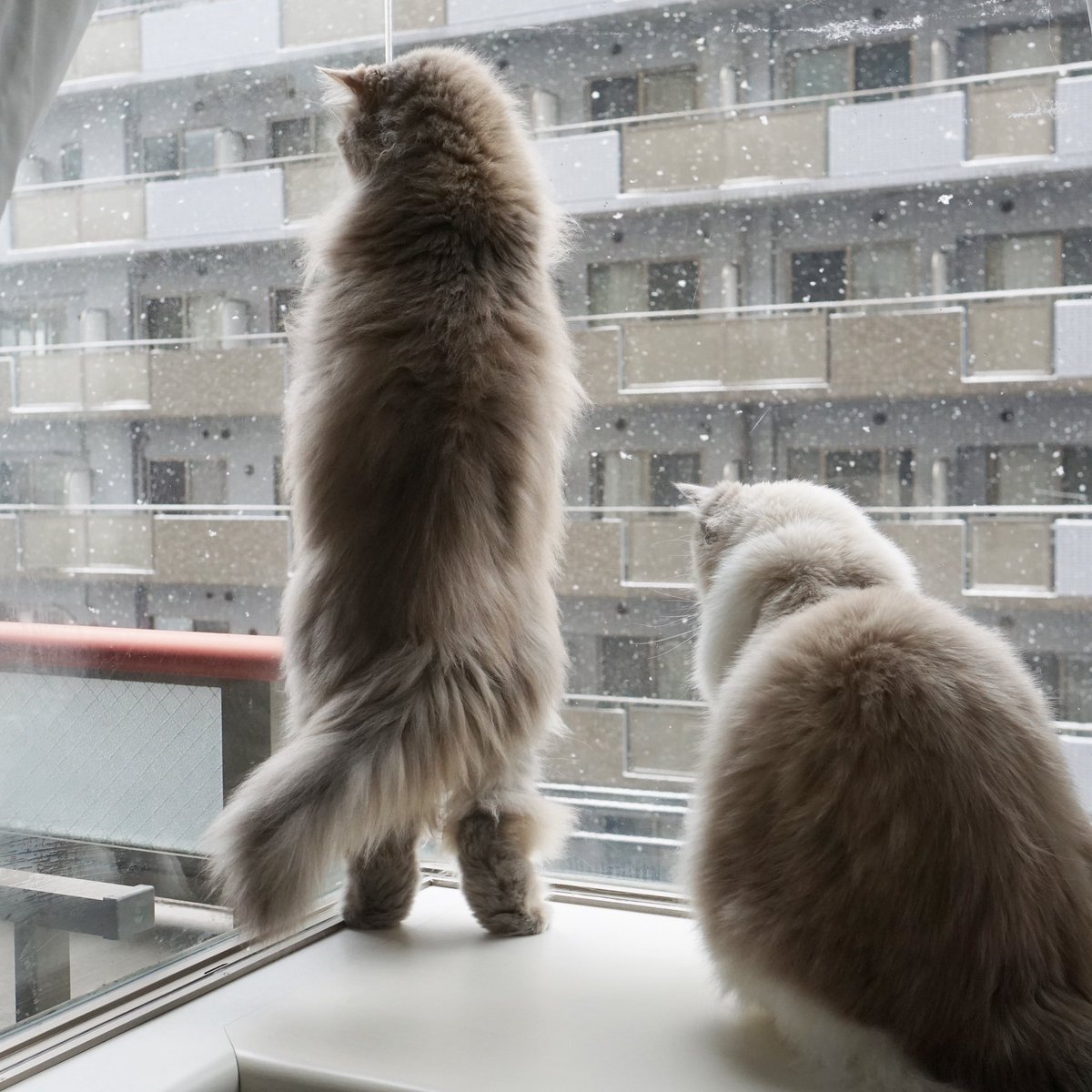 わたあめ (@wataamedetyuyo) / Posts / X