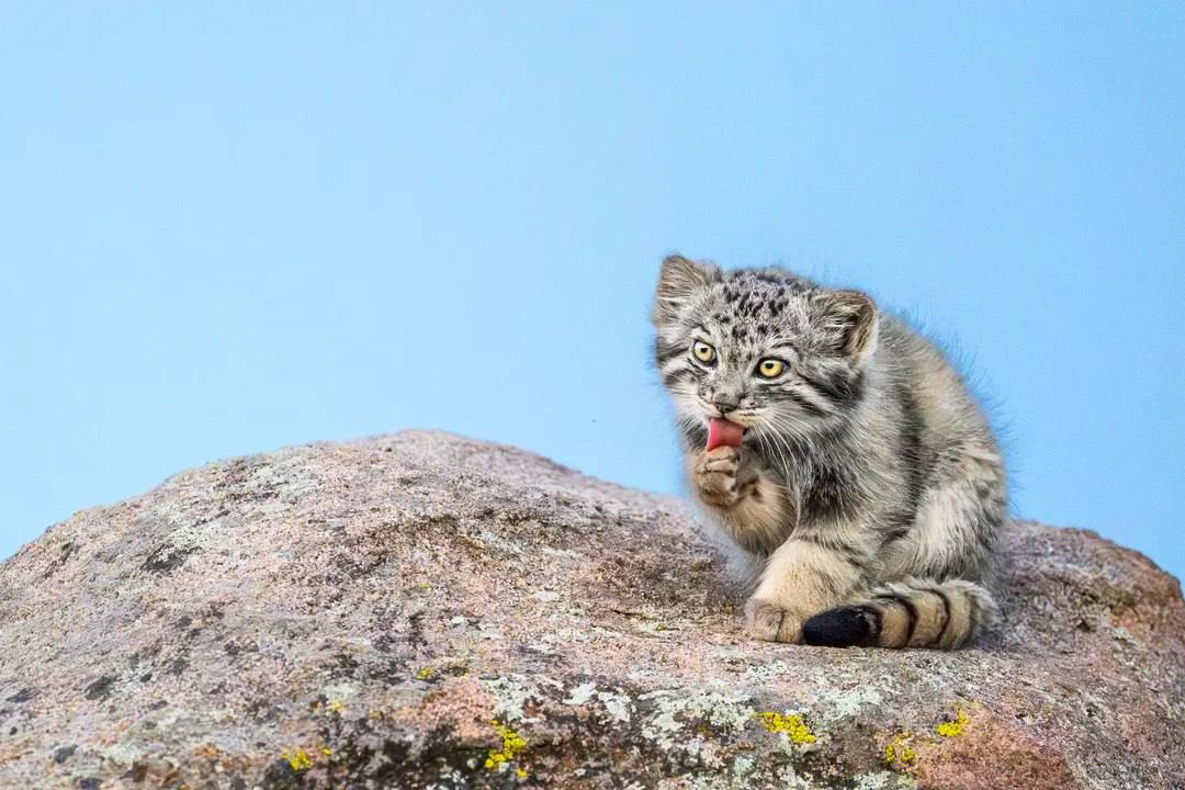 Daily Manul tweet media