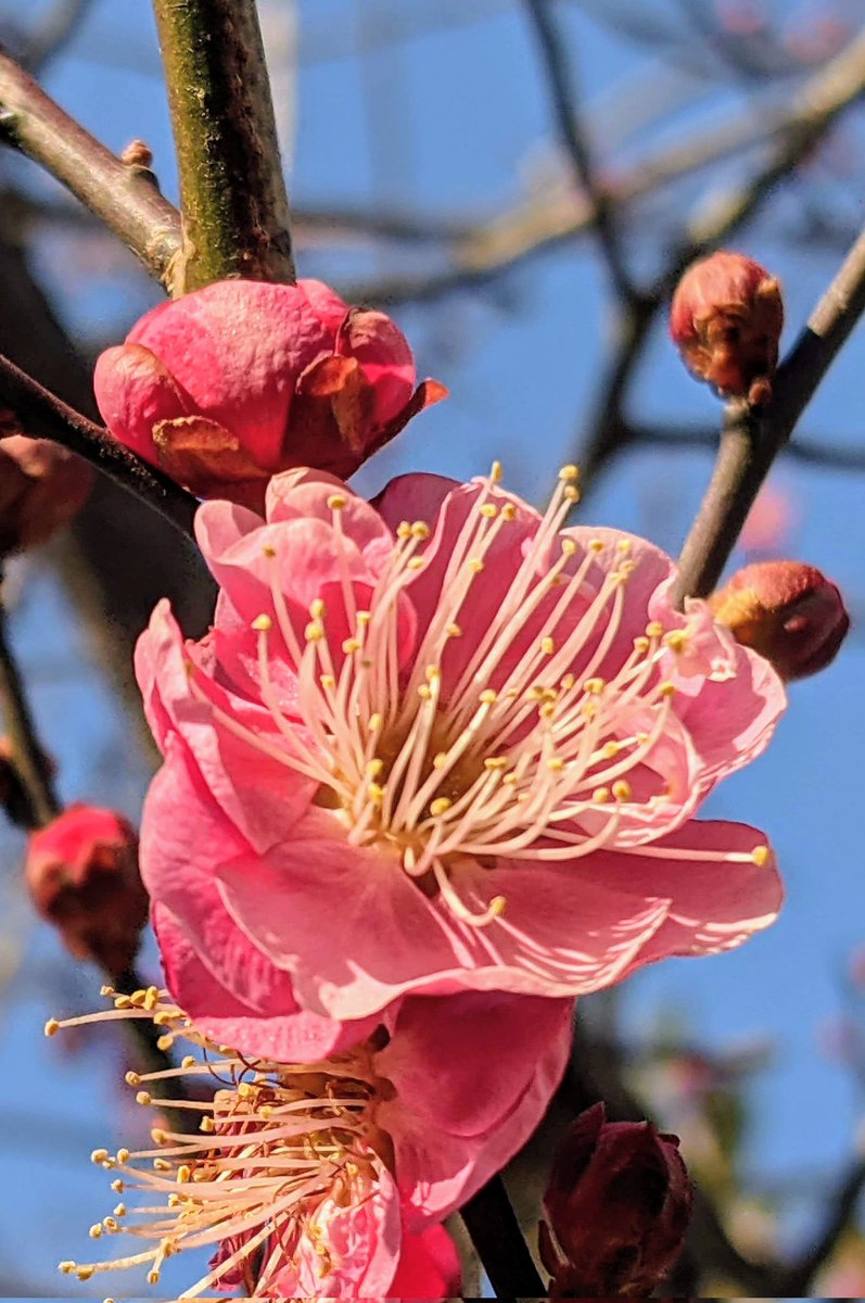 #おはよう2026/02/10(火）

<a href="/kamiyu0710/">ミラクル・ヤン＠怪物くんのサード垢(o*。_。)oペコッ</a>