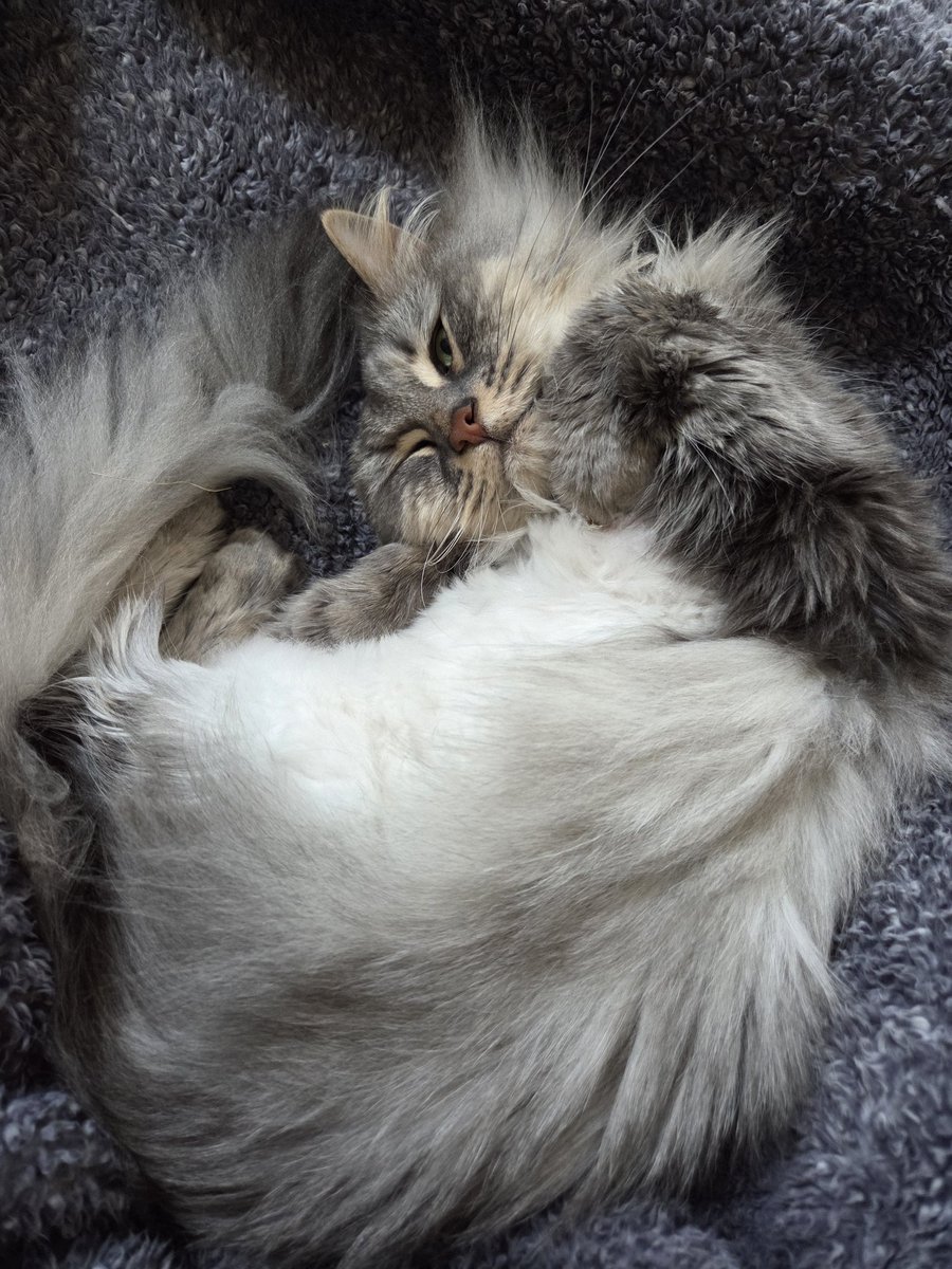 Emi Lo 🔜 KawaiiKon tweet media