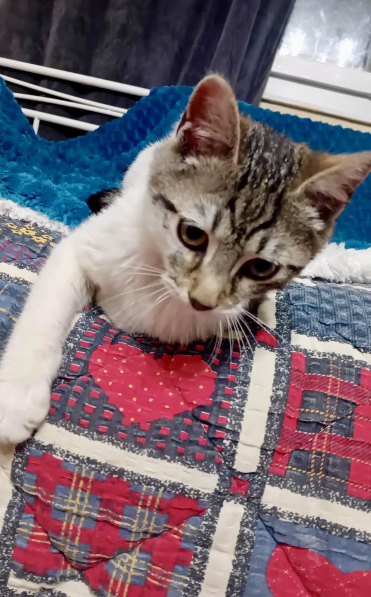 Danas, tokom vožnje kroz Lipovačku šumu, primetili smo kutiju pored puta. Prošli smo… pa se vratili-takve stvari se nikad ne ostavljaju „za svaki slučaj“ bez provere.
Na kutiji rupa.Unutra – tableta protiv parazita i mala kesica granula,možda 200 grama.Ali,životinja nigde…⬇️