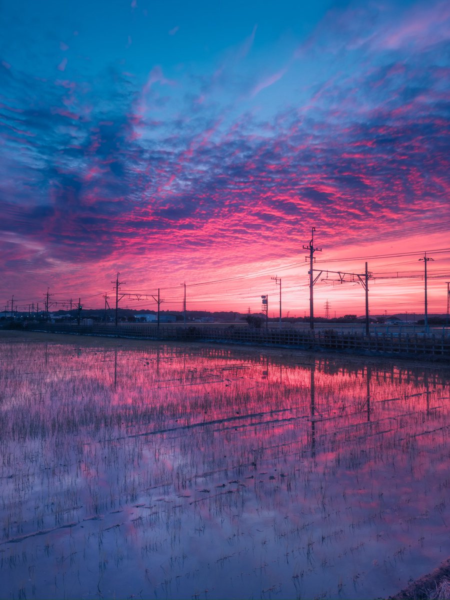 ポムの蒼。(ポムノアオ) tweet media