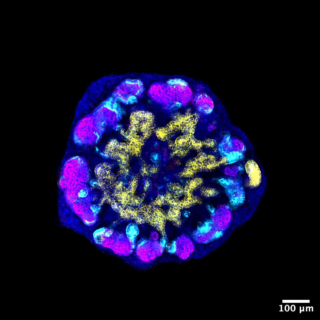 Hassan Saei tweet media