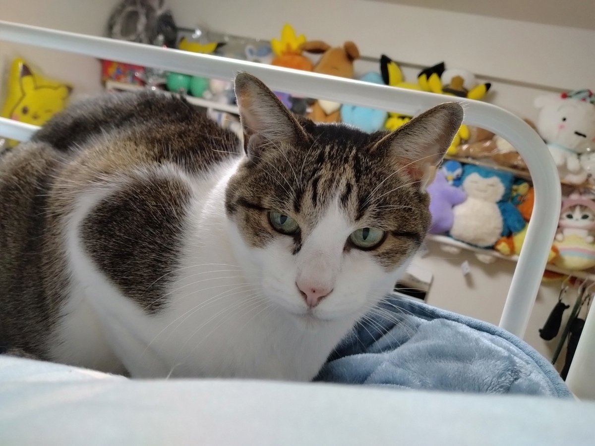 Post by お京 on X: #猫のいる暮らし