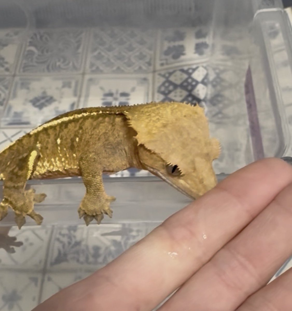 かれん🐺🦎💎 tweet media