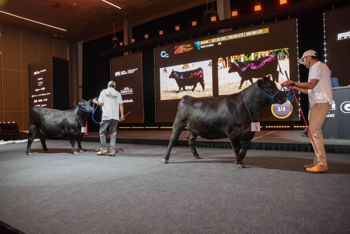 Angus Uruguay tweet media