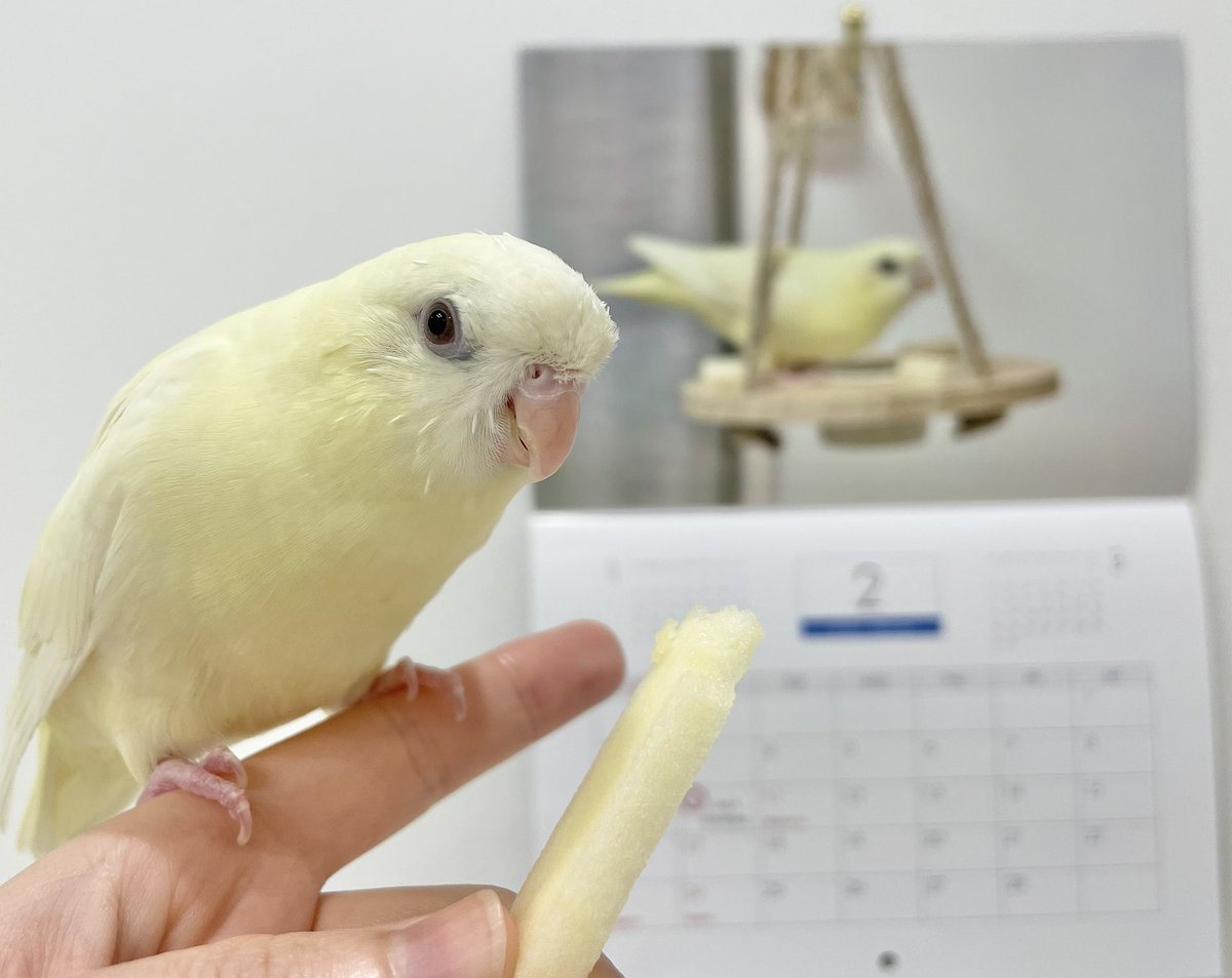 ⁎⁎ 𓅫インコと暮らすあんず 𓅫𓅫 ⁎⁎ tweet media