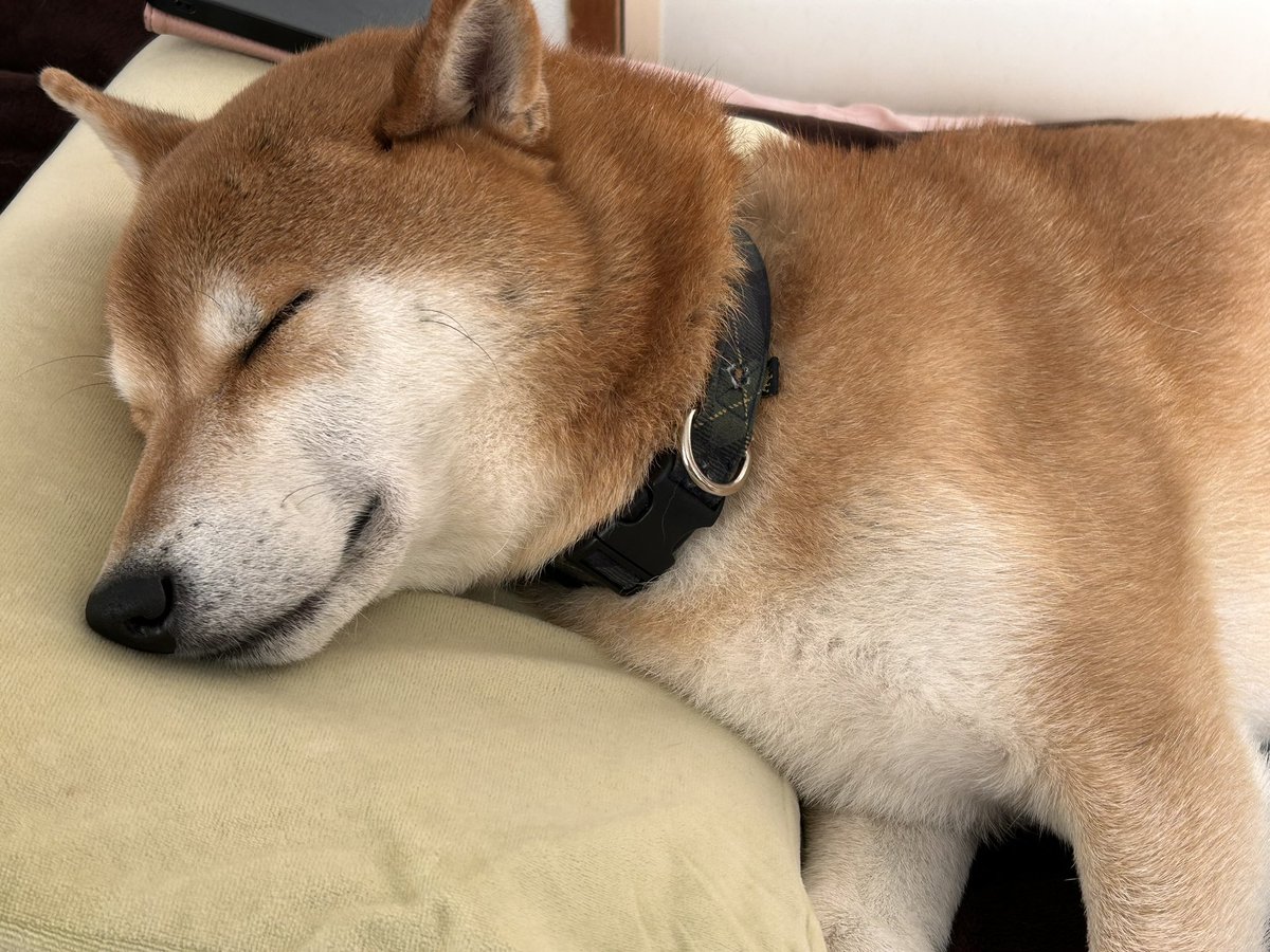 こむ犬🐾/しば犬こむぎ🐕✨ (@8WpW5RcF9WCFJrQ) / Posts / X