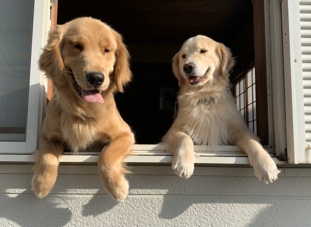 1歳のアリーと4歳ののんちゃん！6年前🫶🏻🫶🏻