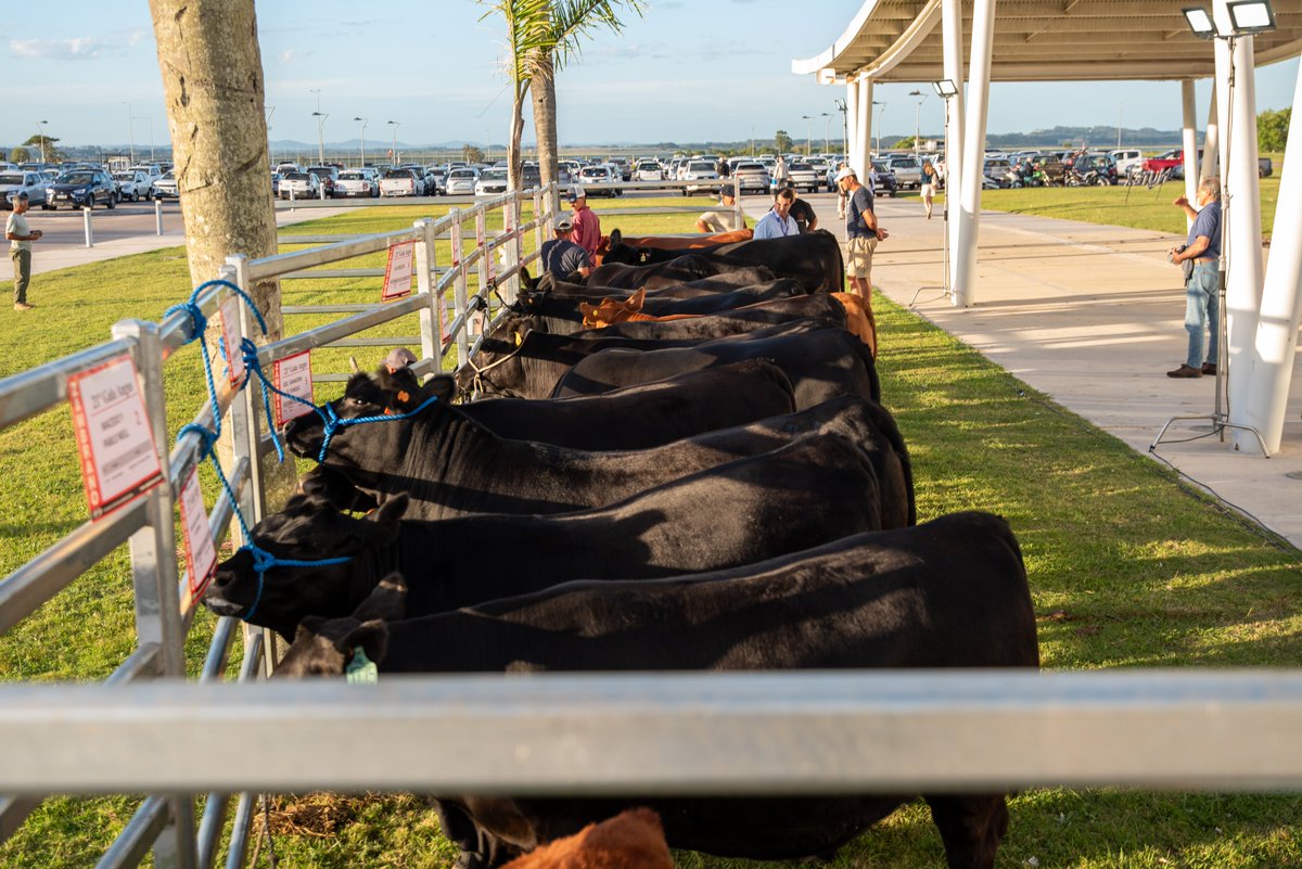 Angus Uruguay tweet media