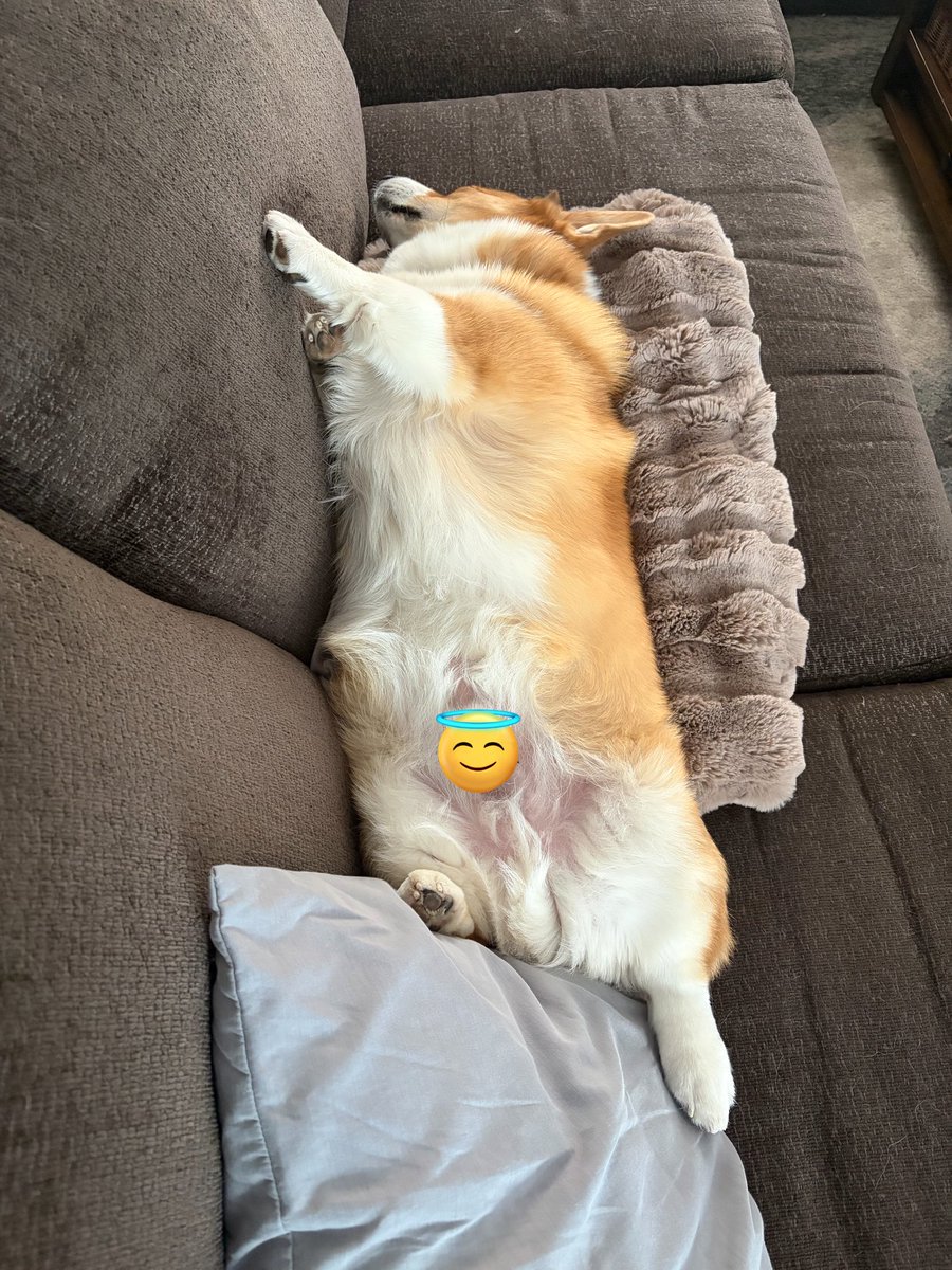 Isadore the Corgi tweet media