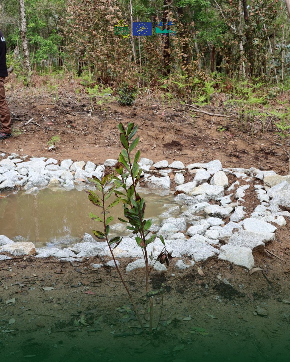 Steps for LIFE tweet media