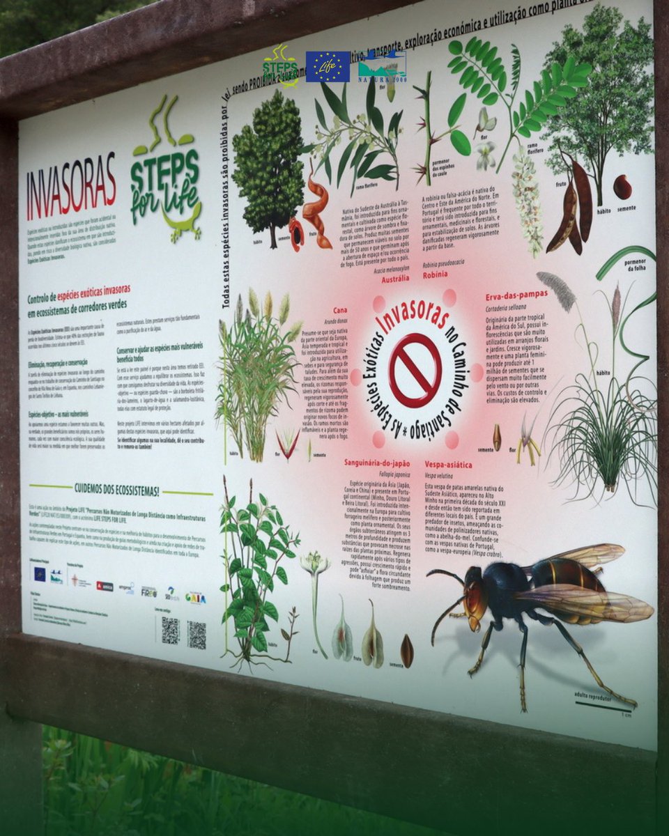 Steps for LIFE tweet media