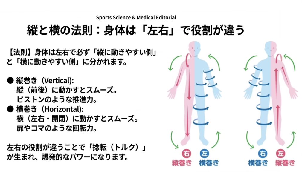 さらに重要なのが【縦と横の法則】 実は身体は左右で役割が違い、必ず