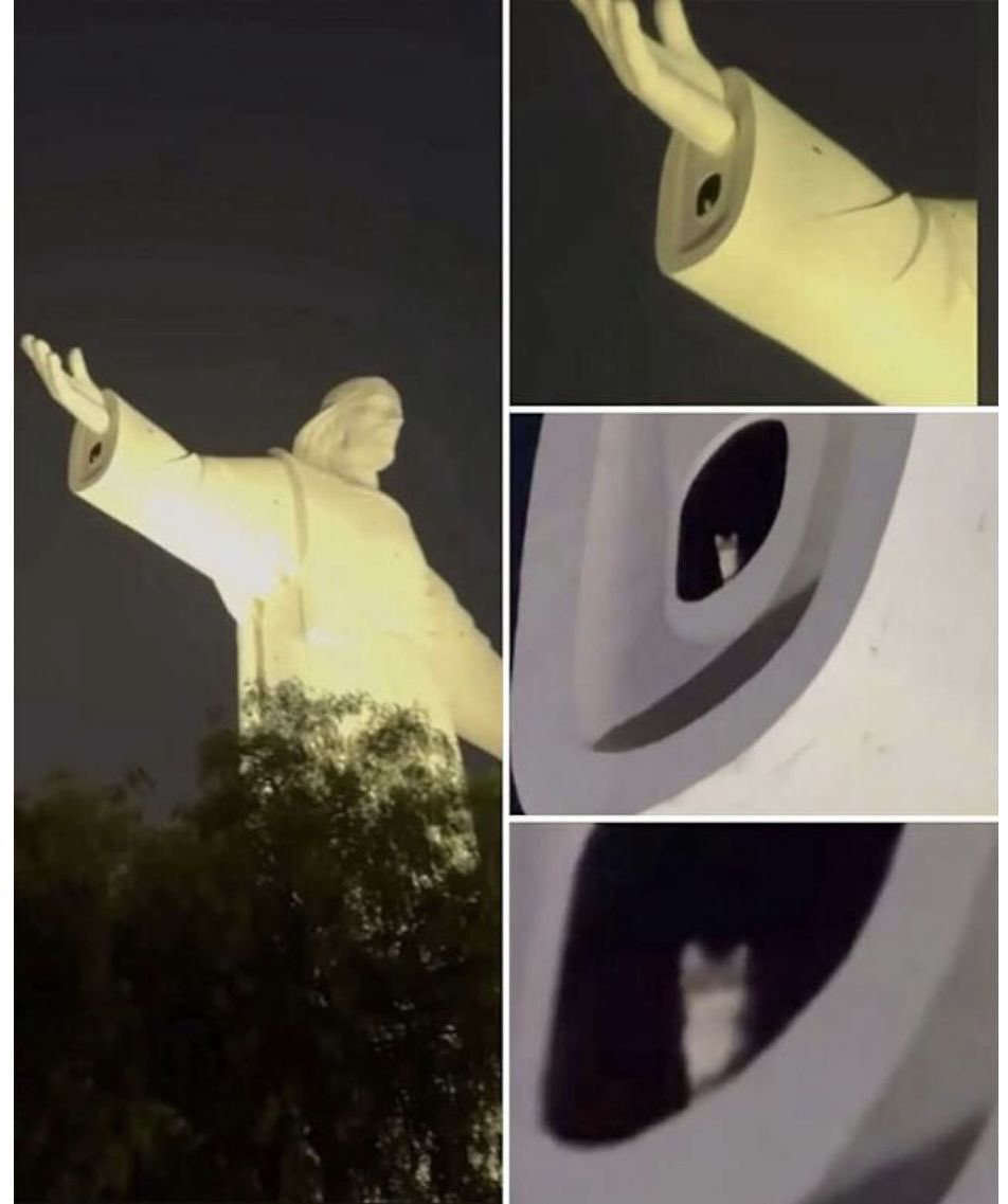 💖 (@twaniimals) on Twitter photo 