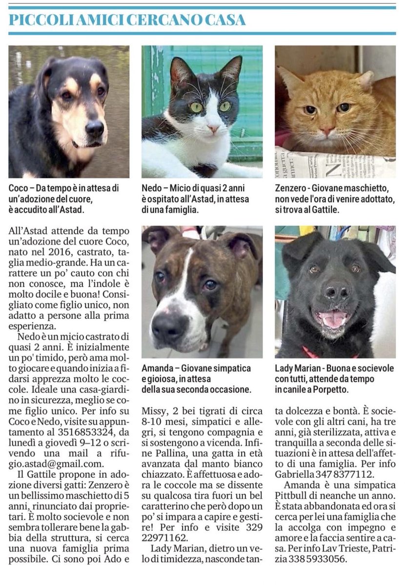 Dalla rubrica "Piccoli amici cercano casa" sul quotidiano Il Piccolo di lunedì 9 febbraio ￼2026.

Per saperne di più su Amanda, contattate telefonicamente oppure con messaggio Whatsapp Patrizia al numero 3385933056.

#trieste %•#cercacasac