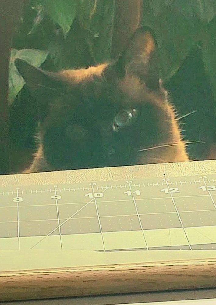 Lola's promoting herself to daddy's official measuring  📐