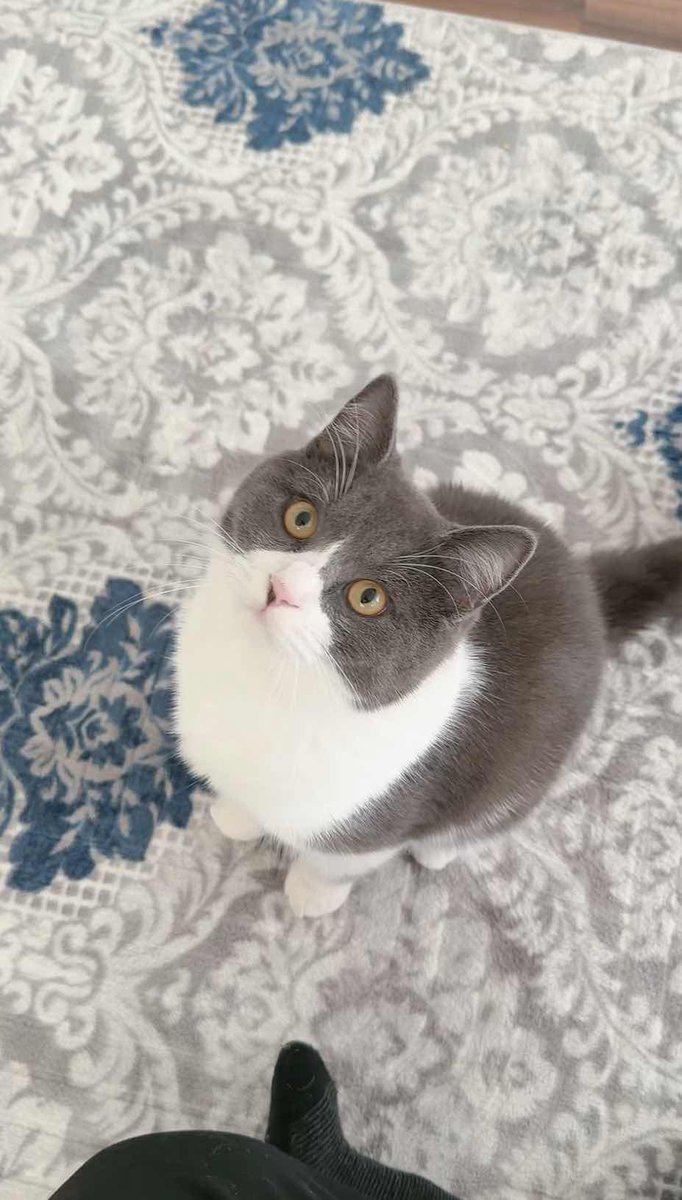 KayipHayvanApp's tweet image. Kayıp İlanı!  
ÖDÜLLÜ İLAN!  
 erkek Gri Beyaz 1 yaş  Alanya merkez
Ekleyen: Yusufmirzo Khikmatullaev
Antalya - Alanya - Alanya
kayiphayvanlar.com/detail/607
#kayıp #kedi #köpek #kayıphayvan #kayıphayvanlar