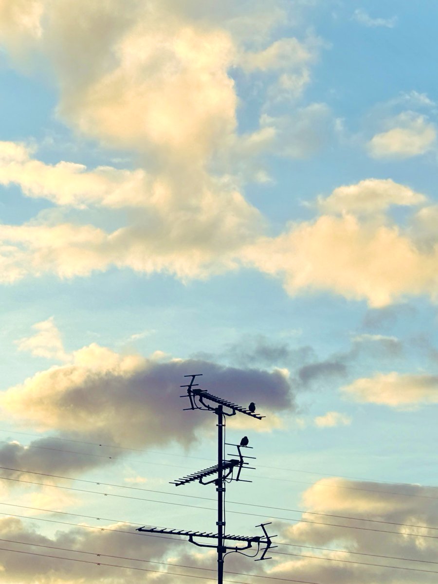 おはよう🐦‍⬛