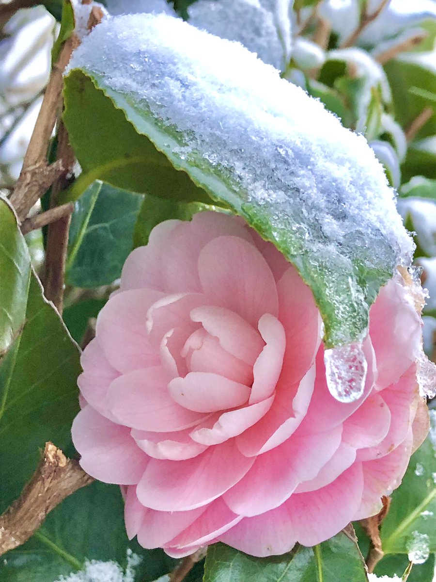 葉傘に守られ控えめにそっと優美に❄️🍃🌺💗🌺💗🍃❄️