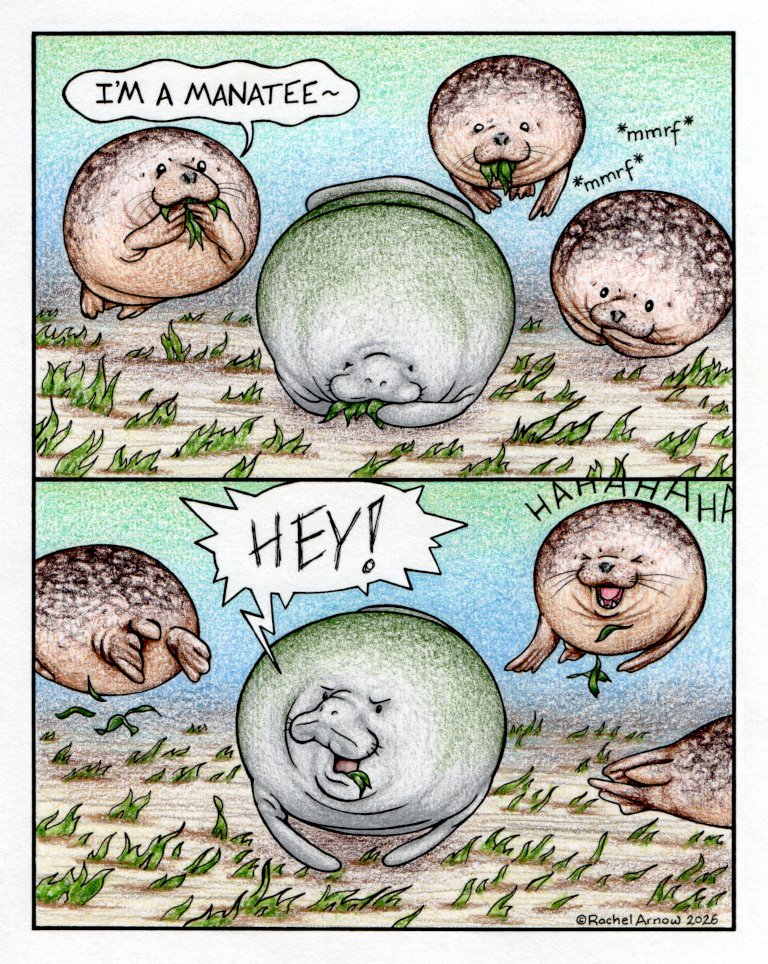 savethemanatee's tweet image. Happy Monday Man vs. #Manatee! (:3)
manvsmanatee.com