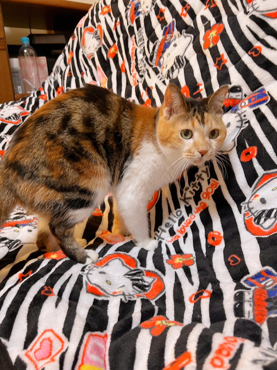 Post by あめちゃん🐱 on X: 🐱