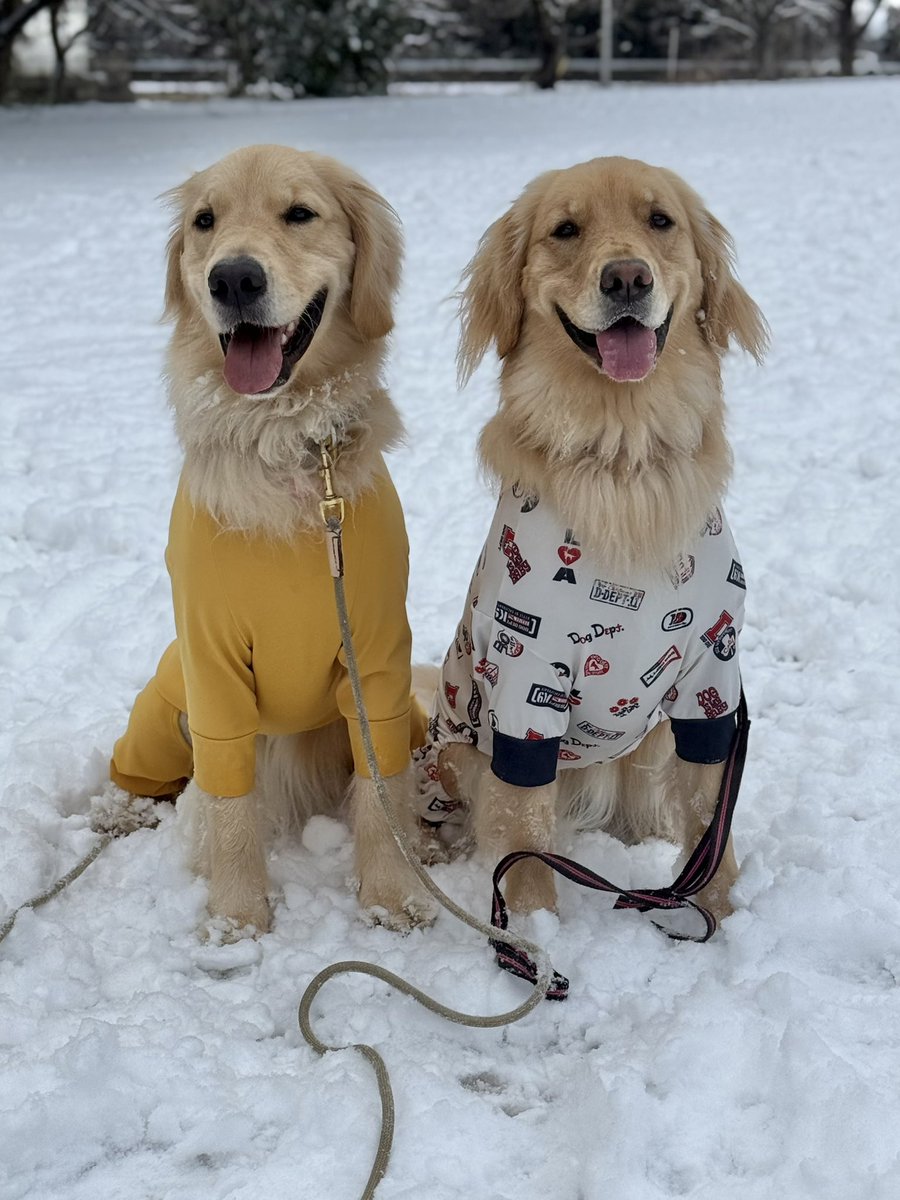 honda_kaori's tweet photo. 公園で雪遊び
久しぶりに兄弟犬ももたと遊ぶエマ
#兄弟犬
#ゴールデンレトリバー
#goldenretriver
#大型犬 https://t.co/LxhfOvjuMT