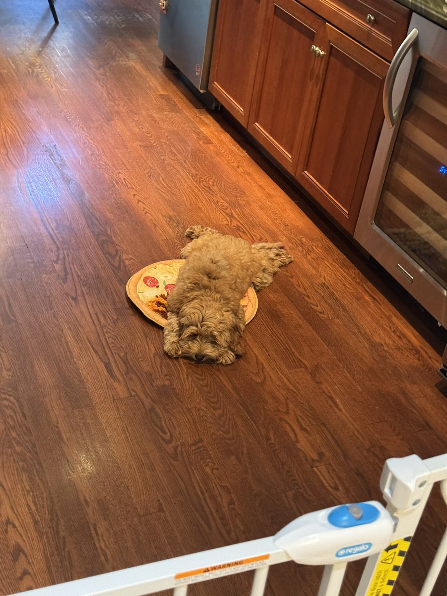 luciaboxing's tweet photo. A little sleepy baby!😊 #sleepy #cutepuppy #AustralianLabradoodle https://t.co/4lmMoYkQCN