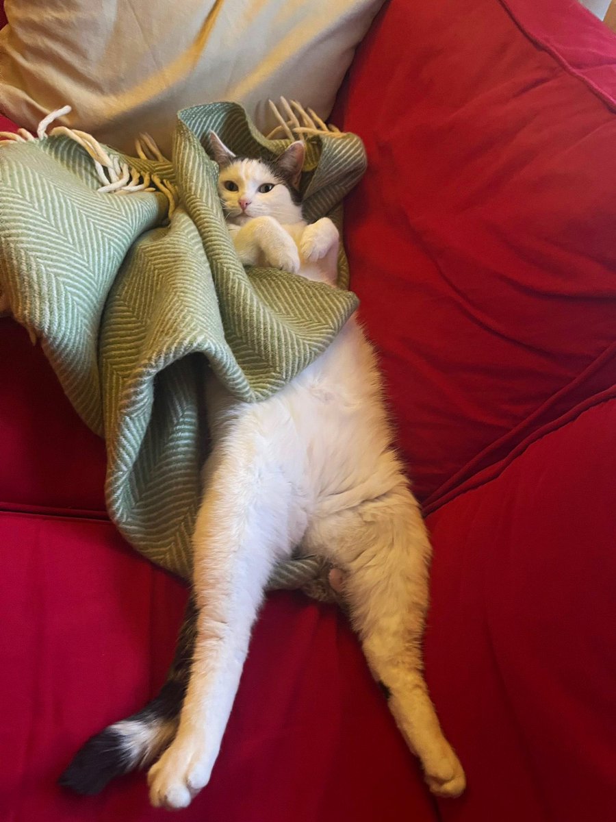 Paul Bronks tweet media