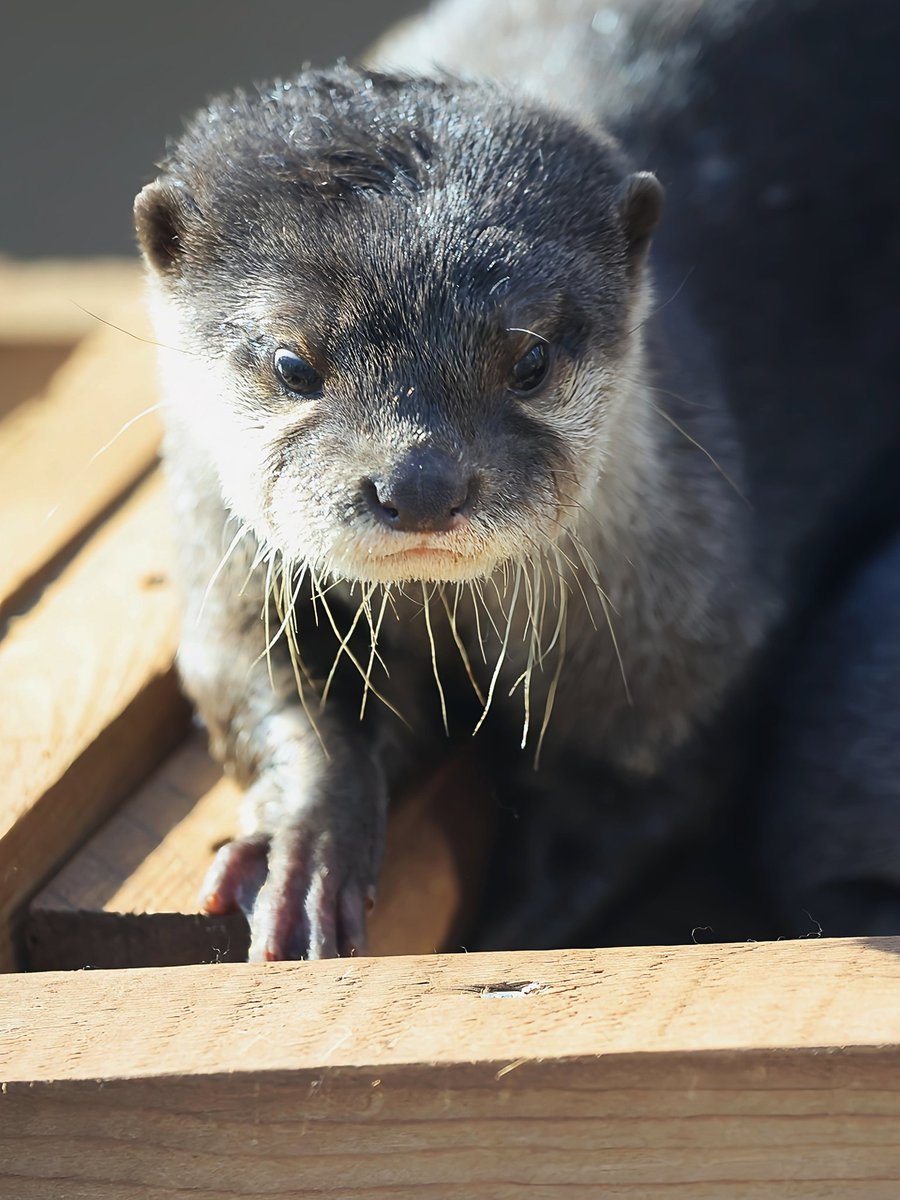 かわうそ(・ᴥ・) (@iF9kOxq2miU6JaD) / Posts / X