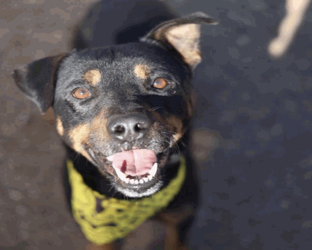 _taysmyoxygen1d's tweet image. 🆘 OLDER #ROTTWEILER DOG IS BEING KILLED TMW 2/9 BY #SANANTONIO ACS #TEXAS‼️

CHEIF 🩵#A535314 7.8yo
💘Social, sweet, dog friendly, energetic play (not respectful of other dogs’ space
⚠️Deadline 2/9

#AdoptDontShop/#foster 📧acsadoptions@sanantonio.gov/
acsfoster@sanantonio.gov