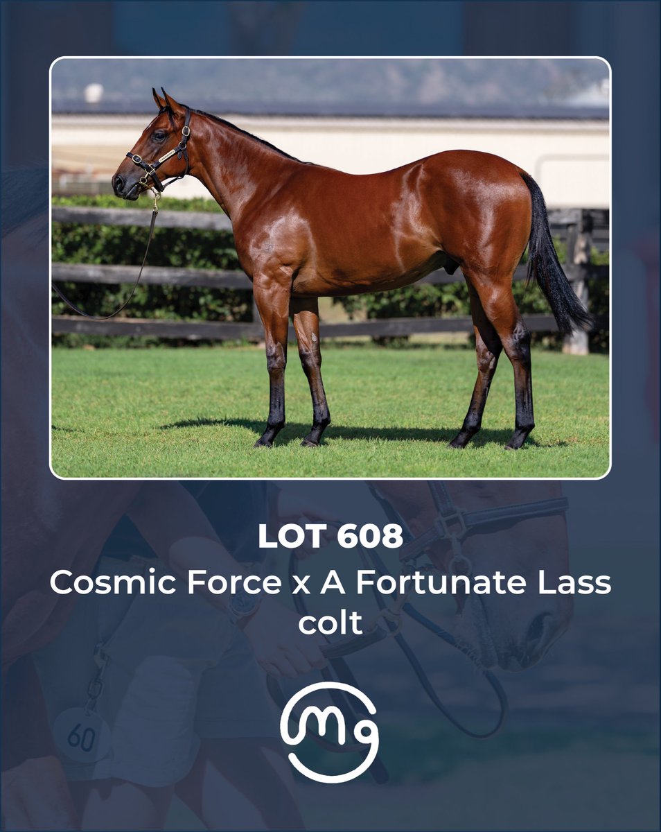 Mullaglass Stud tweet media