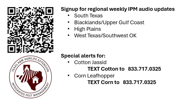 Here should be the link to the first corn leafhopper update for the 2026 year: on.soundcloud.com/OjZVaR5ihNOUPr… 

Numbers in Mexico are starting high.  
To sign up for these alerts as well as the cotton jassid updates or any of the weekly IPM updates directly: