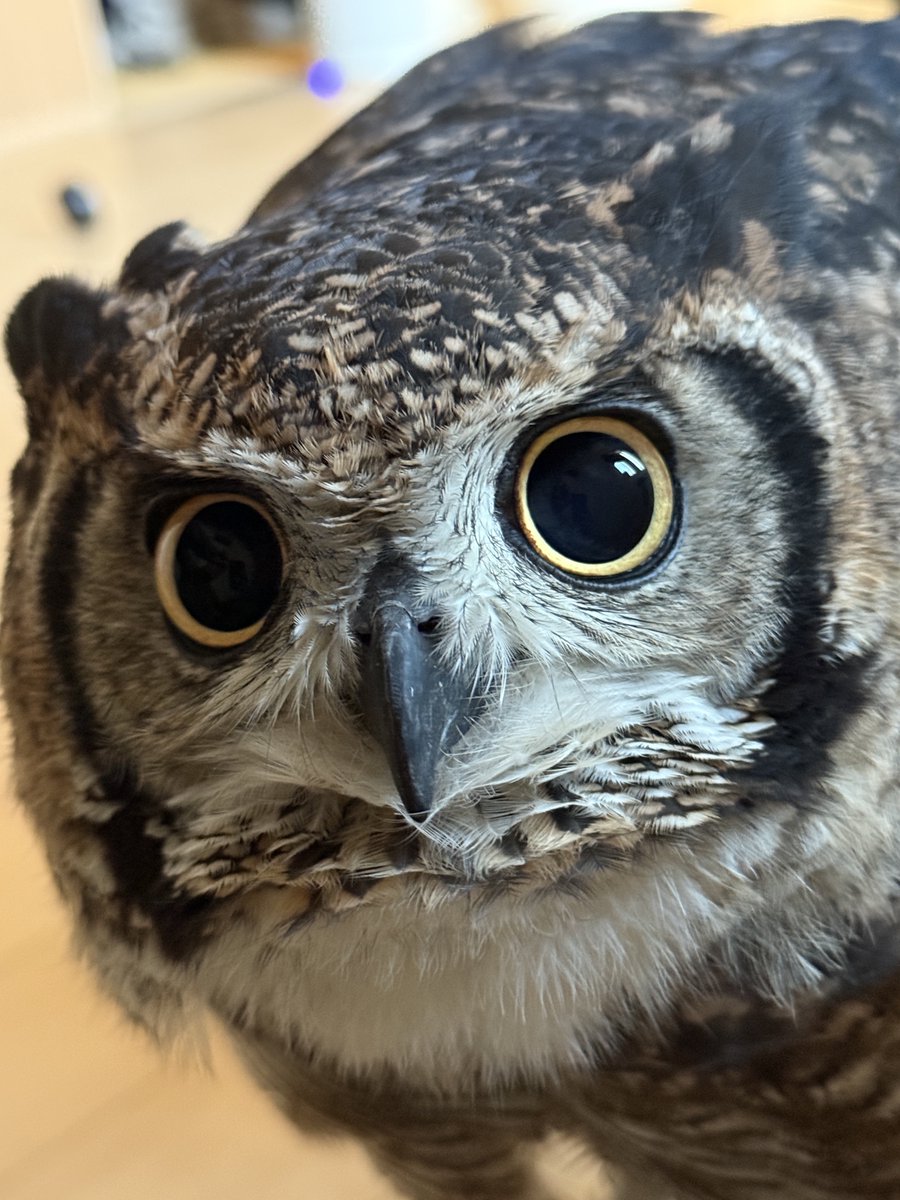 アフリカワシミミズク