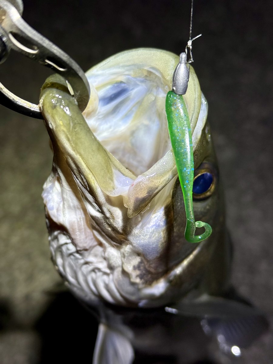 チキュー (@chikyu523) / Posts / X