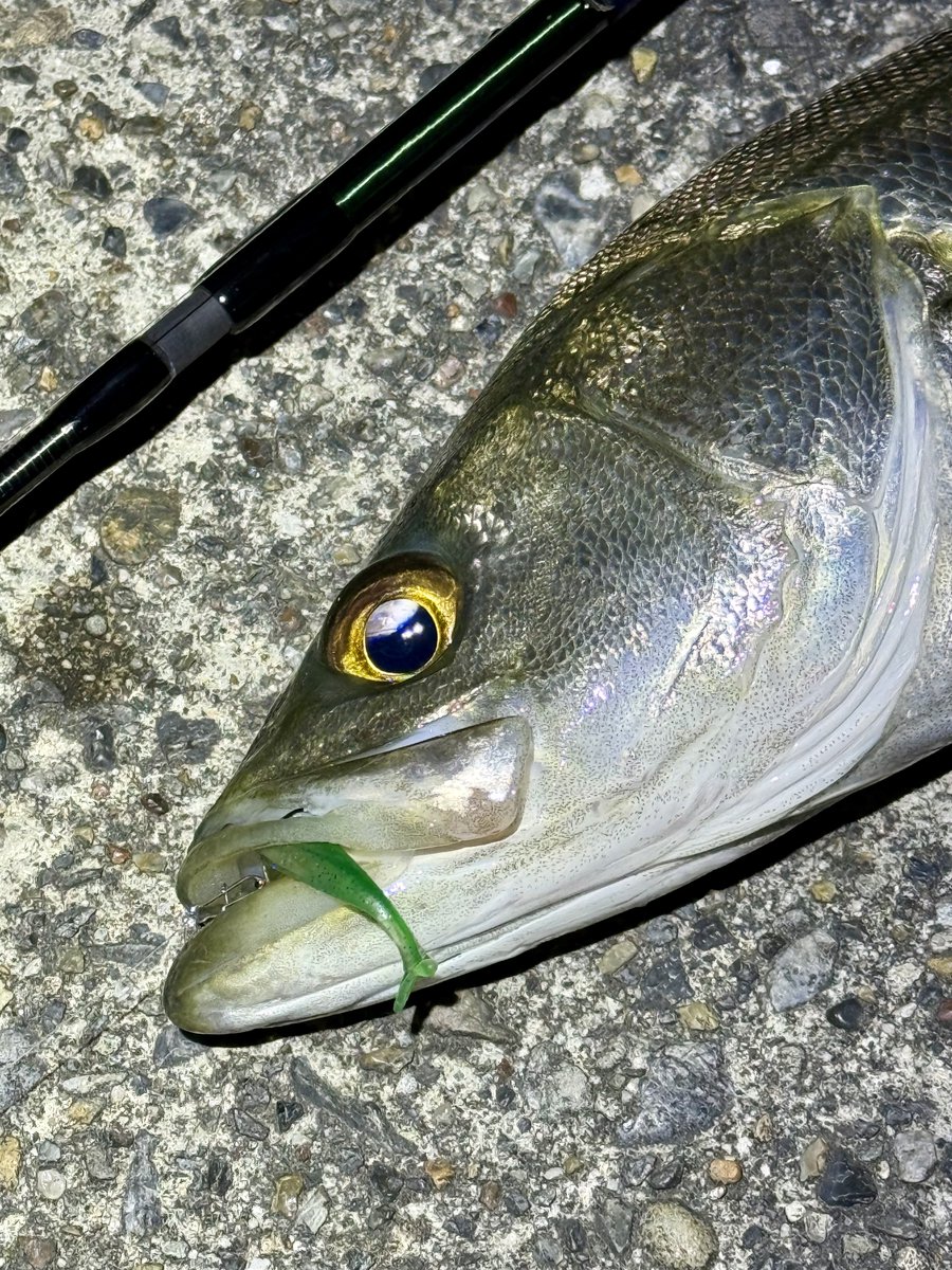 チキュー (@chikyu523) / Posts / X