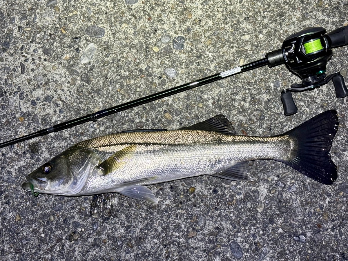 のさば チキュー (@chikyu523) / Posts / X