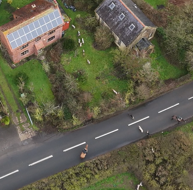 North Dorset Hunt Saboteurs tweet media