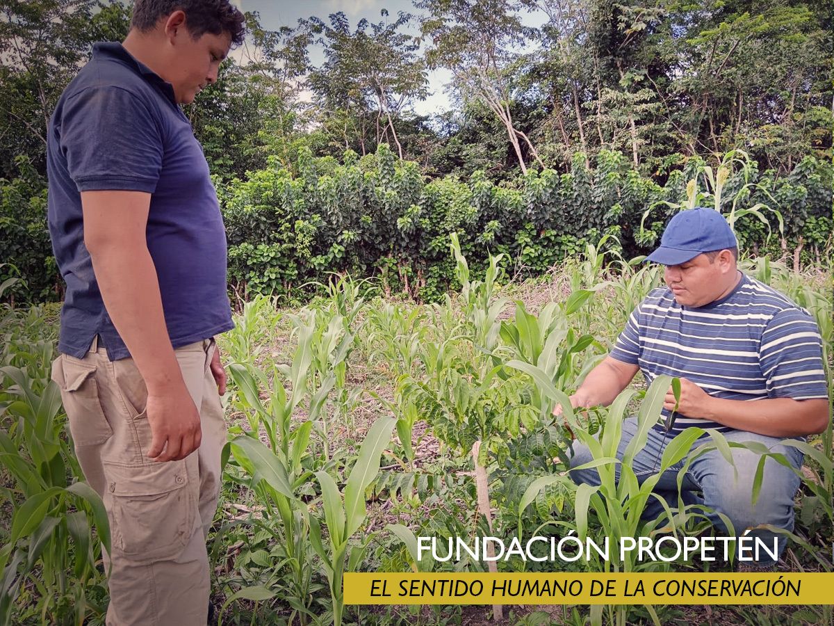 ProPeten's tweet photo. 🌱 Comunidades que restauran, paisajes que florecen. Con @FAOa través de #PeténMásSostenible de la @EUGuatemala, los sistemas silvopastoriles generan futuro sostenible. 💚 #GlobalGateway #TeamEurope https://t.co/6gjUAlgQOq