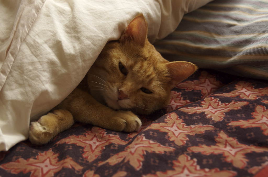 おはようございます。
今日2月10日はふとんの日です。
「ふ(2)とん(10)」の語呂合わせだとか。
寒いと布団からなかなか出られません。
#おはよう #布団 #ふとん #今日は何の日 #2月10日