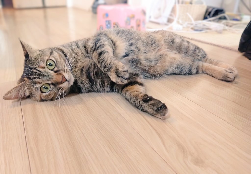 猫、飼い始めました (@D21nyankoro) / Posts / X