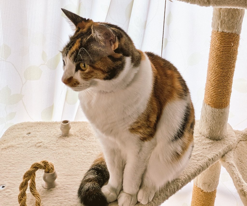おはようございます〜😺🐱 今朝も氷点下で寒かったニャ～🙀❄️ 今日も