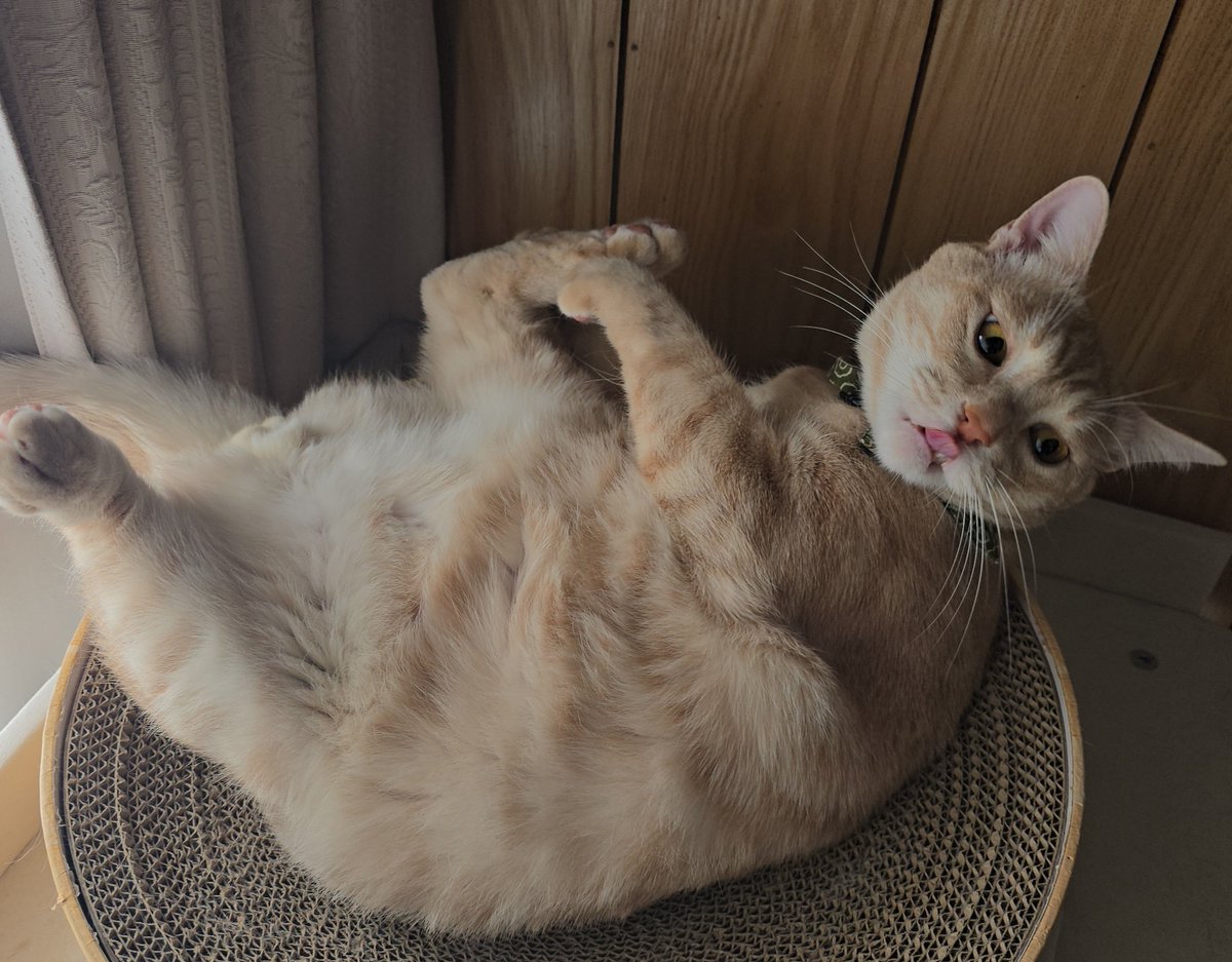 麦パパ (@mugimugi_222) / Posts / X