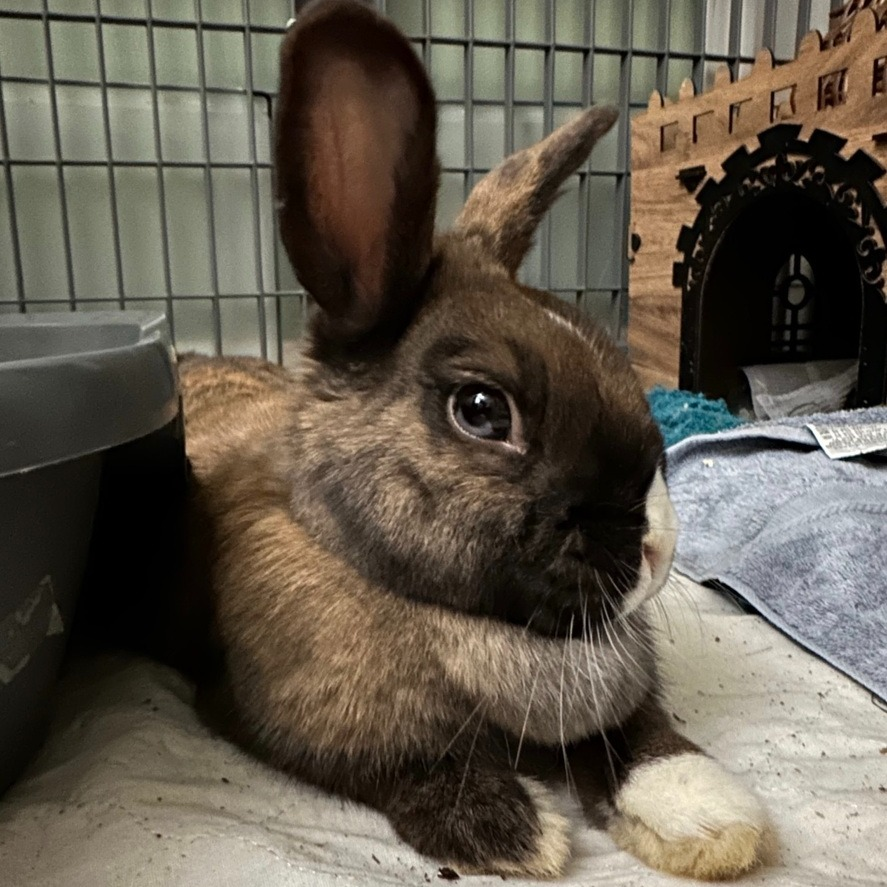 RabbitNetwork's tweet photo. Layla is a darling #bunny with a heart full of love! 💟 She has already been a devoted mother, raising eight bouncy little ones with care and affection. 🐇 Now that Layla's parenting days are behind her, it’s her turn to be spoiled with love! https://t.co/nN8eGTtn0d #adopt https://t.co/nTQh8Qws5l
