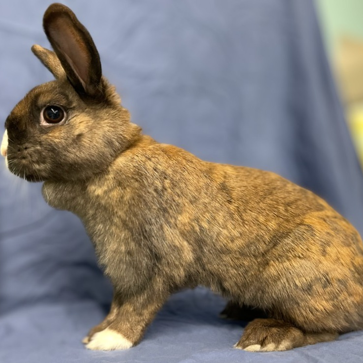RabbitNetwork's tweet photo. Layla is a darling #bunny with a heart full of love! 💟 She has already been a devoted mother, raising eight bouncy little ones with care and affection. 🐇 Now that Layla's parenting days are behind her, it’s her turn to be spoiled with love! https://t.co/nN8eGTtn0d #adopt https://t.co/nTQh8Qws5l
