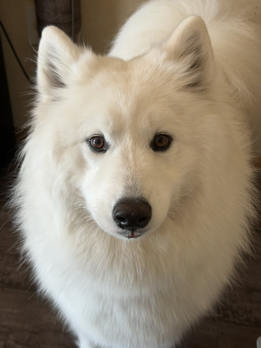 このポヨンポヨンした耳が可愛すぎて
いつも握りしめて嗅いで大吉臭を感じてる
まあまあ臭いwww