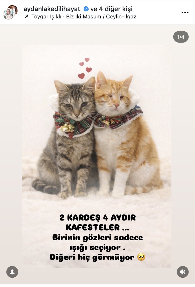 <a href="/cattingwoman/">animallover</a> Bizim 6 aylıklarımız var kör bebeklerimiz, 4 aydır yuva arıyoruz belki bu vesileyle onları da gören olur. İnstagram: aydanlakedilihayat 🥲