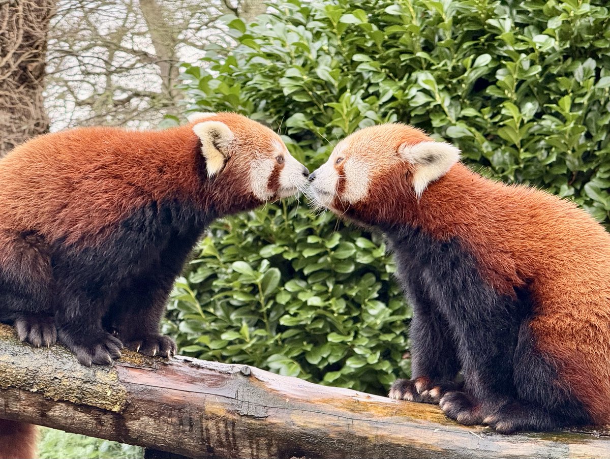 Longleat's tweet photo. Could it be love in the air for Neo and Maya? ❤️👀

📸 Keeper Sam #KeeperCam https://t.co/spw6HcJwWQ