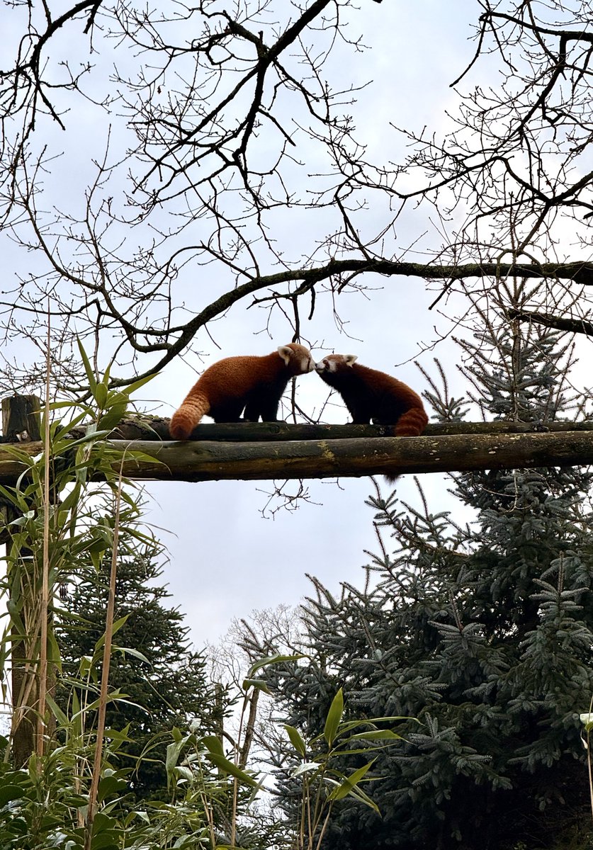 Longleat's tweet photo. Could it be love in the air for Neo and Maya? ❤️👀

📸 Keeper Sam #KeeperCam https://t.co/spw6HcJwWQ