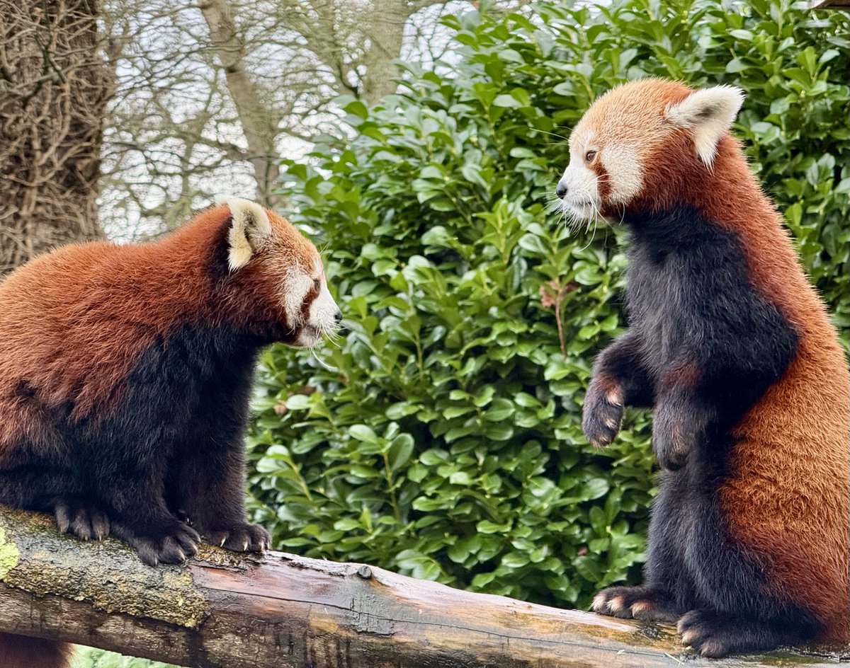 Longleat's tweet photo. Could it be love in the air for Neo and Maya? ❤️👀

📸 Keeper Sam #KeeperCam https://t.co/spw6HcJwWQ